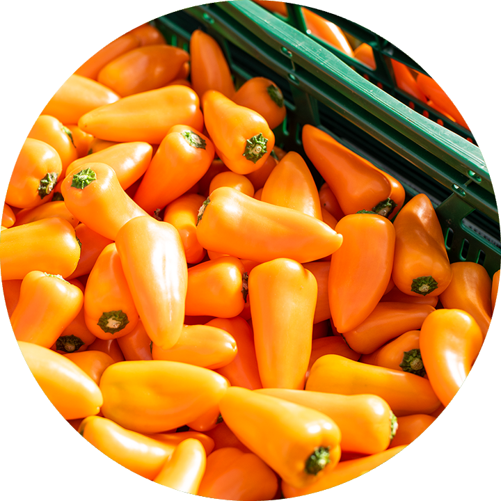 orangene Premium Snack Paprika in Kiste
